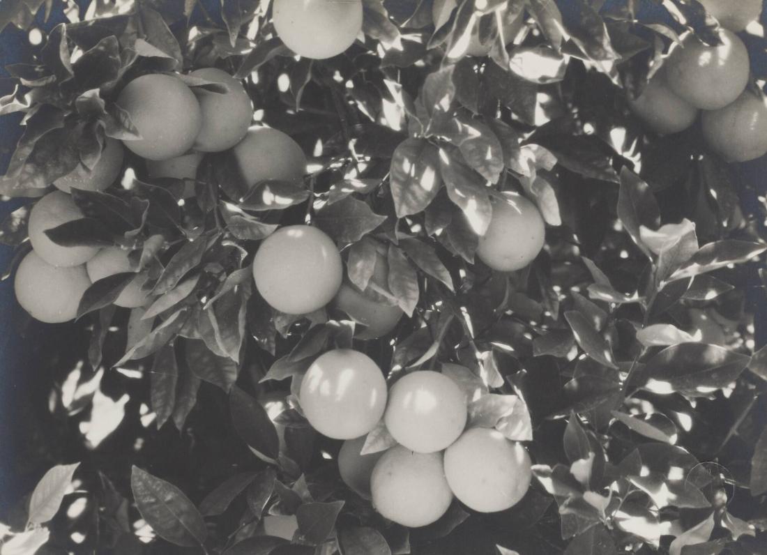 Naranjas de Pica, Chile