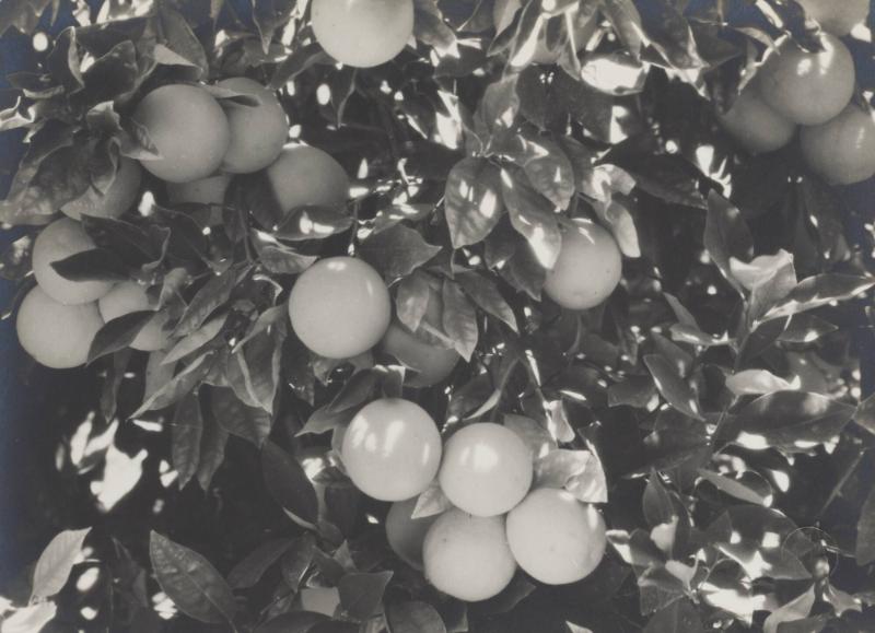 Naranjas de Pica, Chile