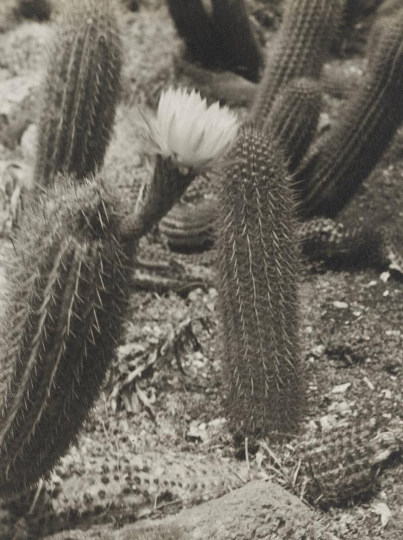 Cactus chileno