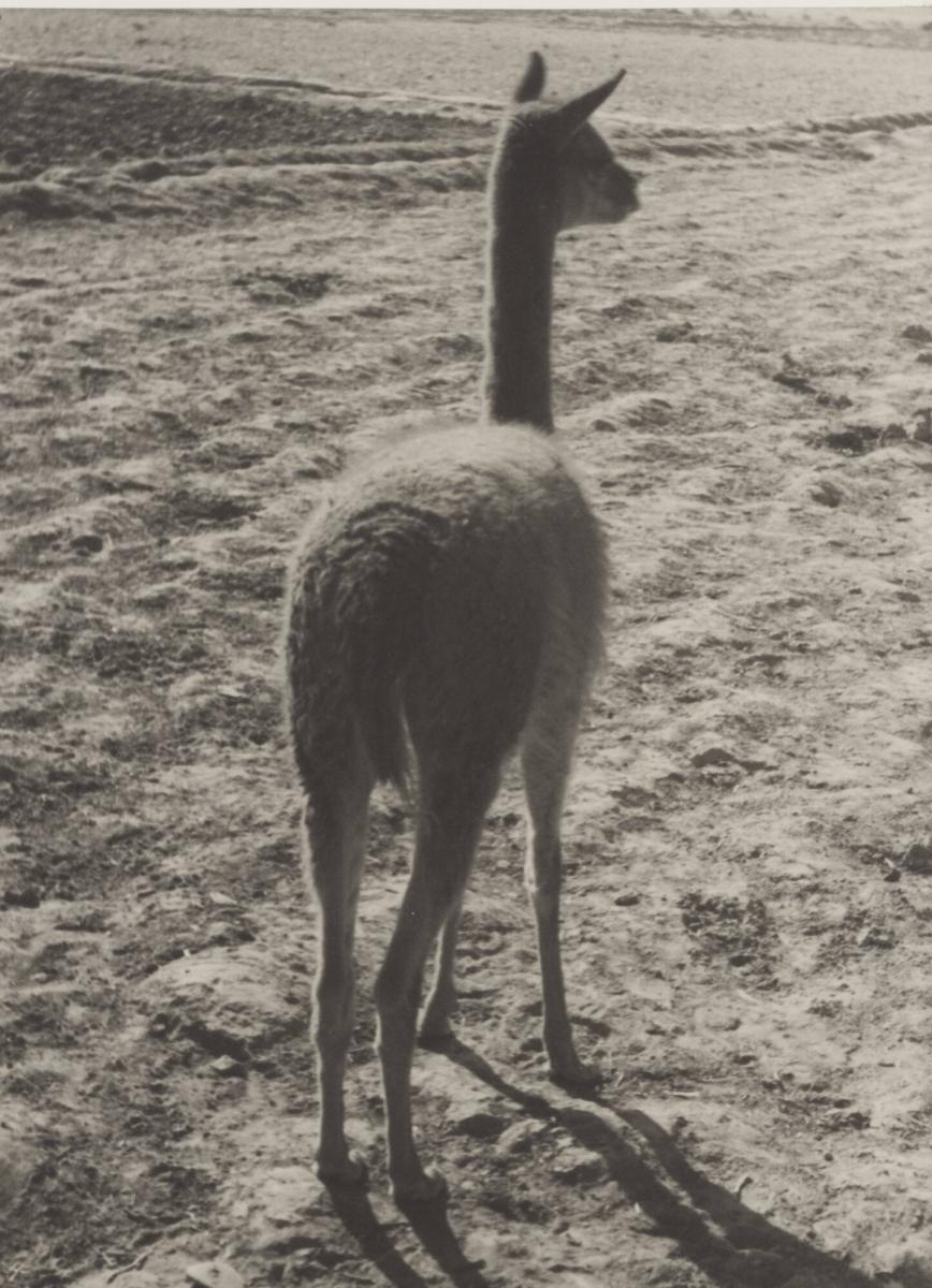 Vicuña, Andes