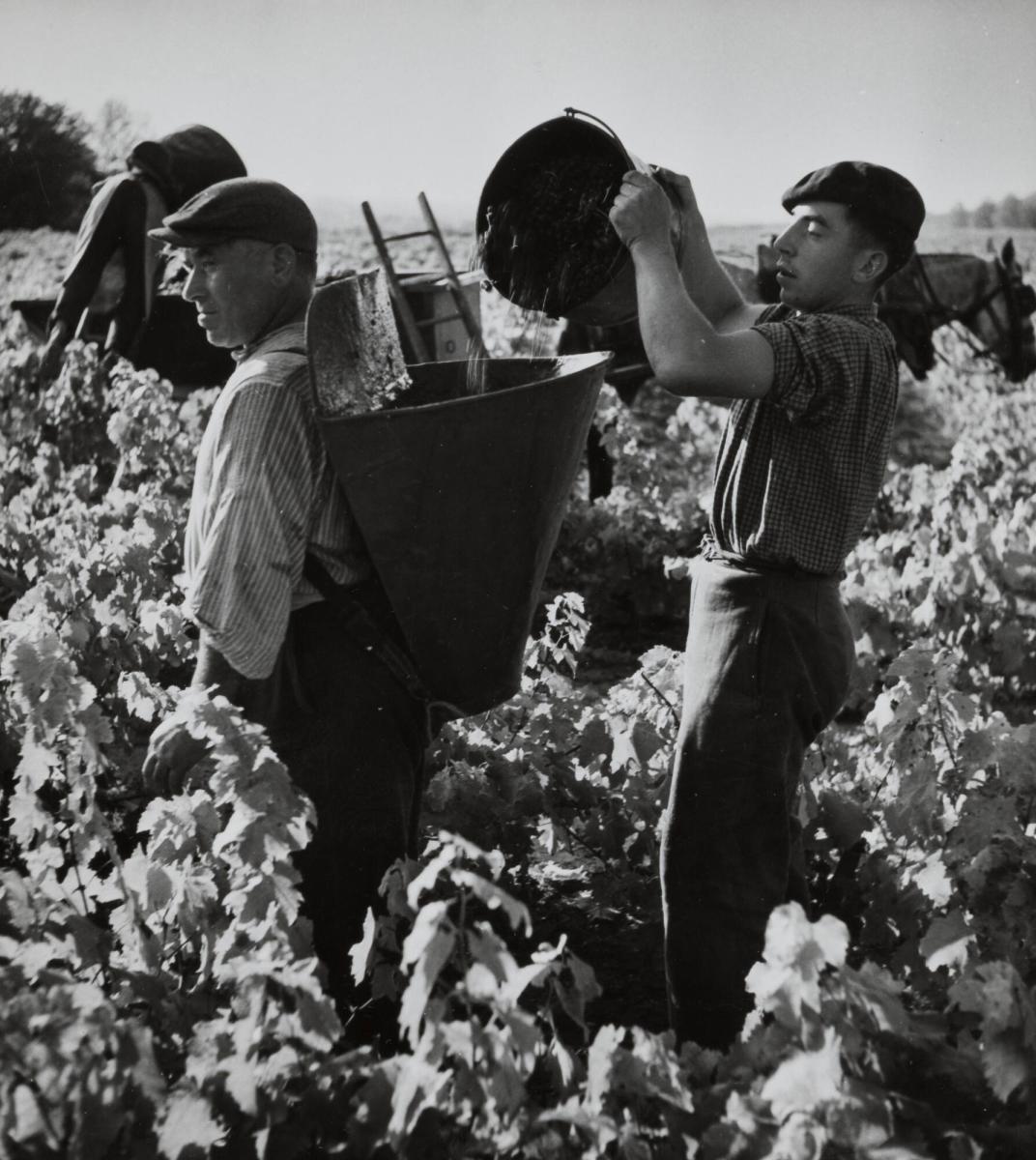 Couteaux du Layon, Vendages