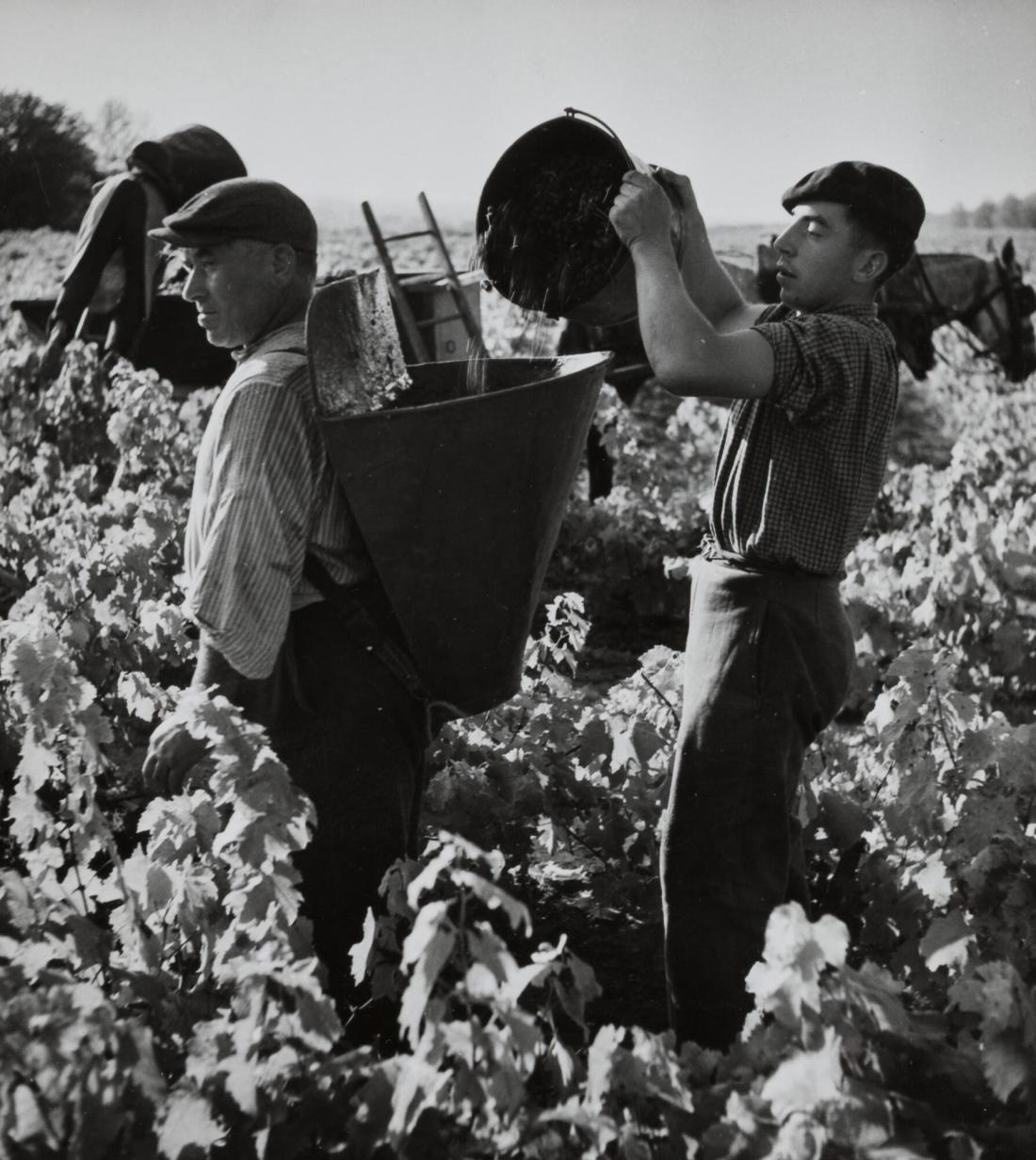 Couteaux du Layon, Vendages