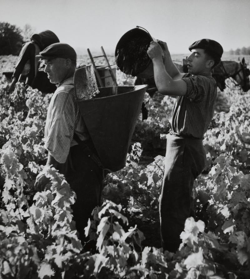 Couteaux du Layon, Vendages