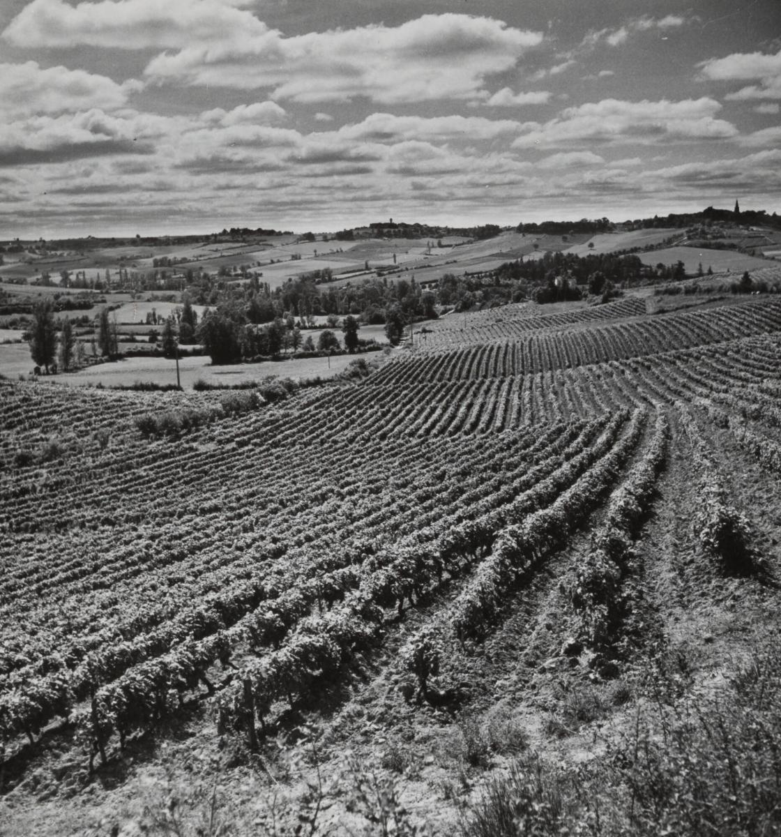 Coudon, Vignoble