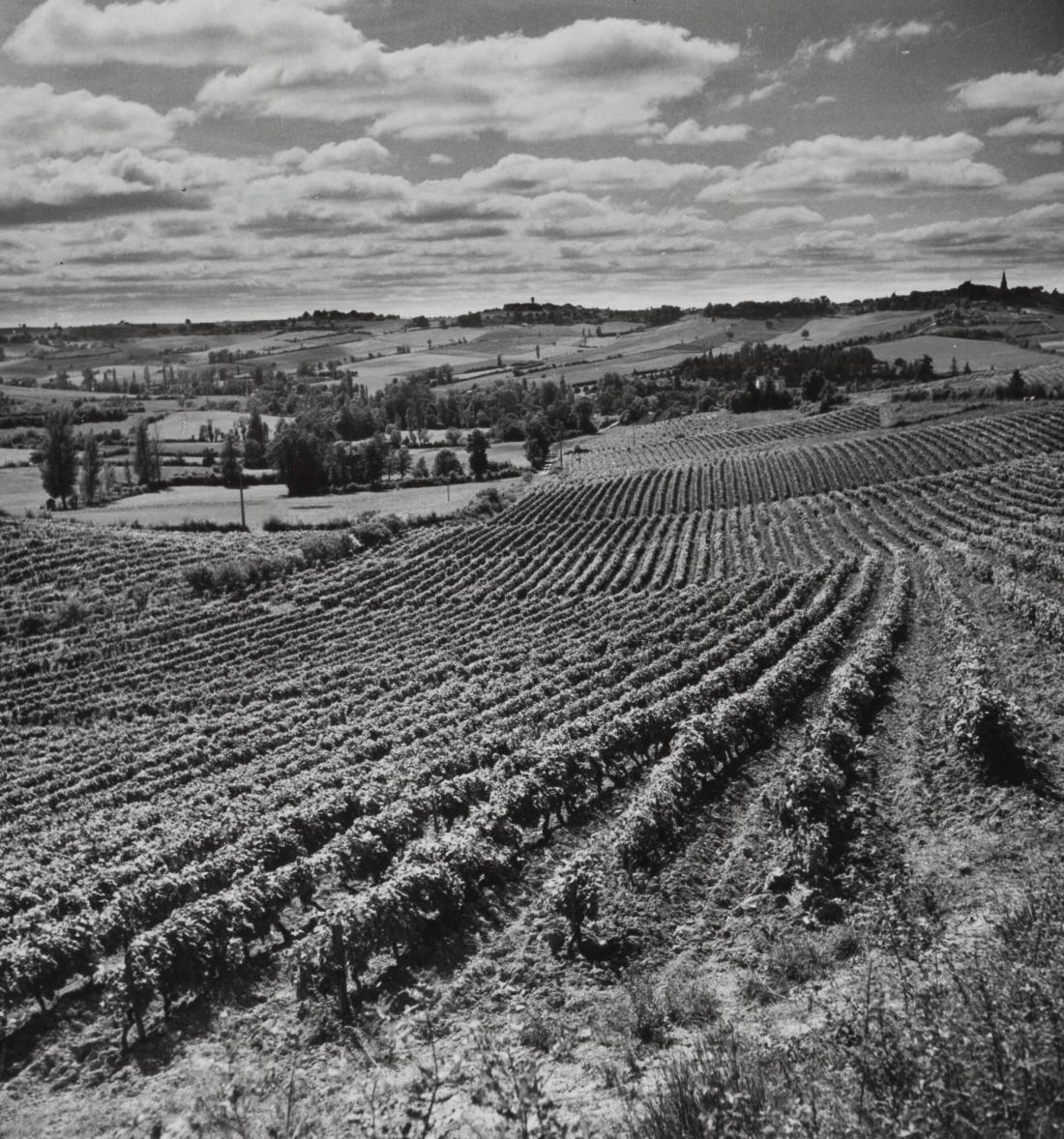 Coudon, Vignoble