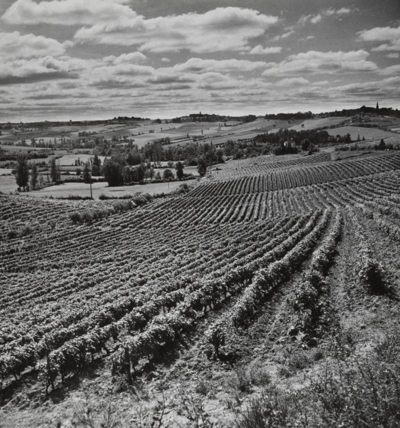 Coudon, Vignoble