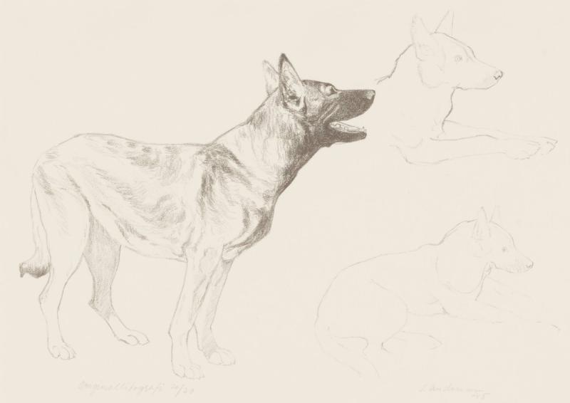 Schäferhund