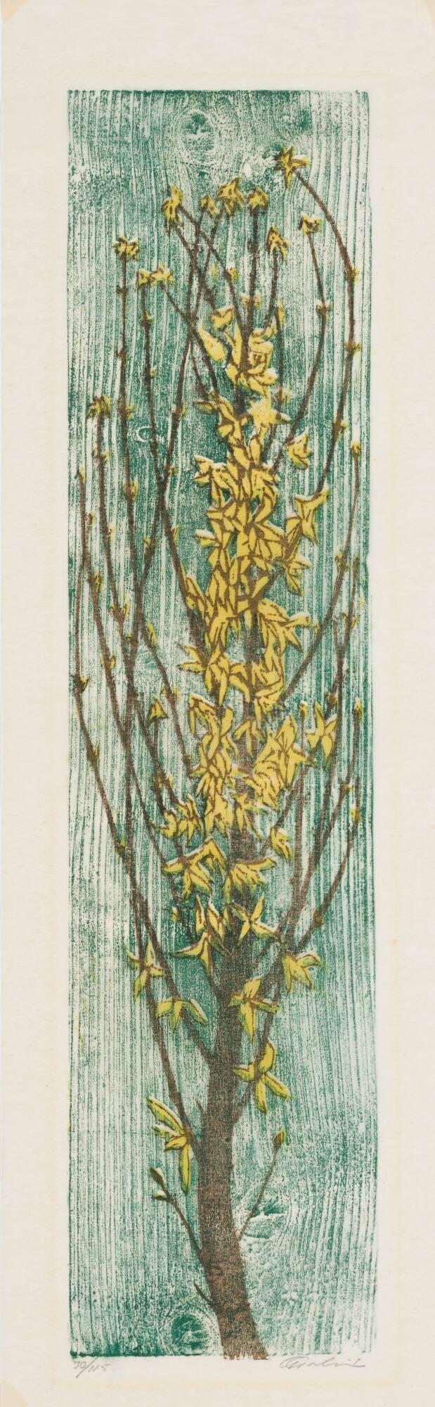 Forsythia