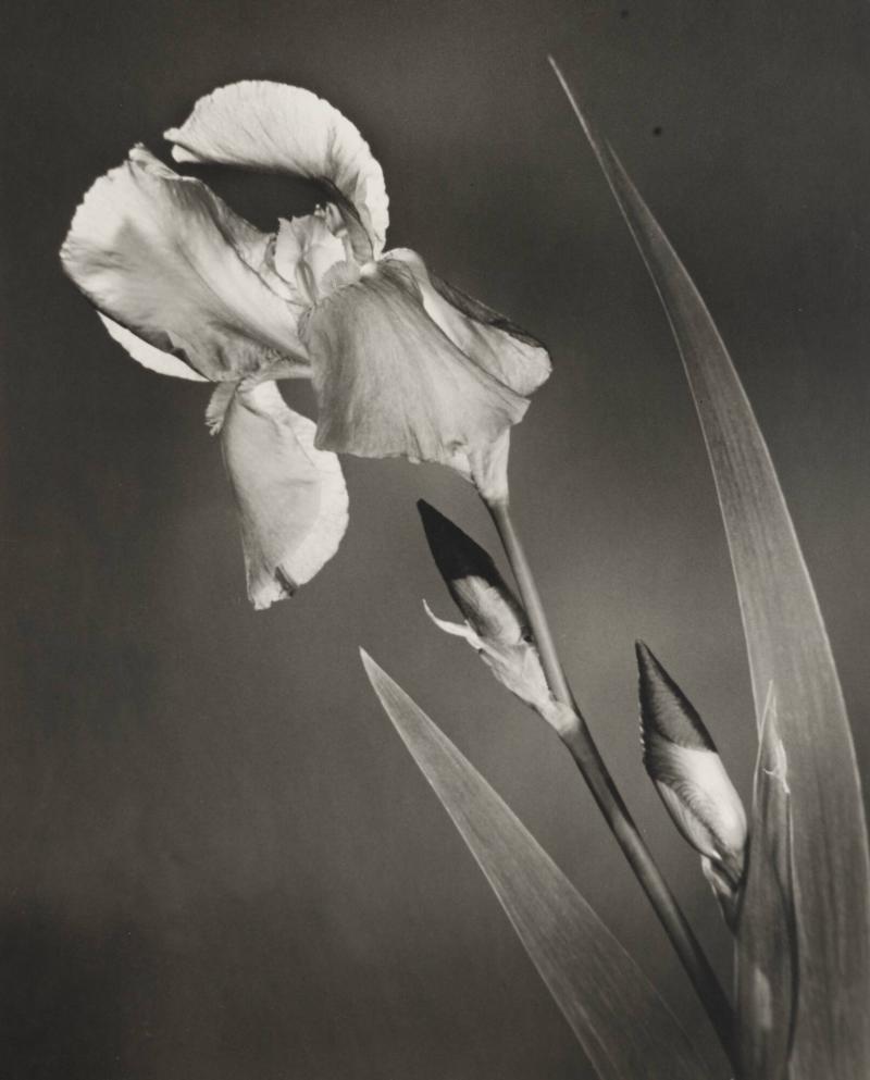 Iris