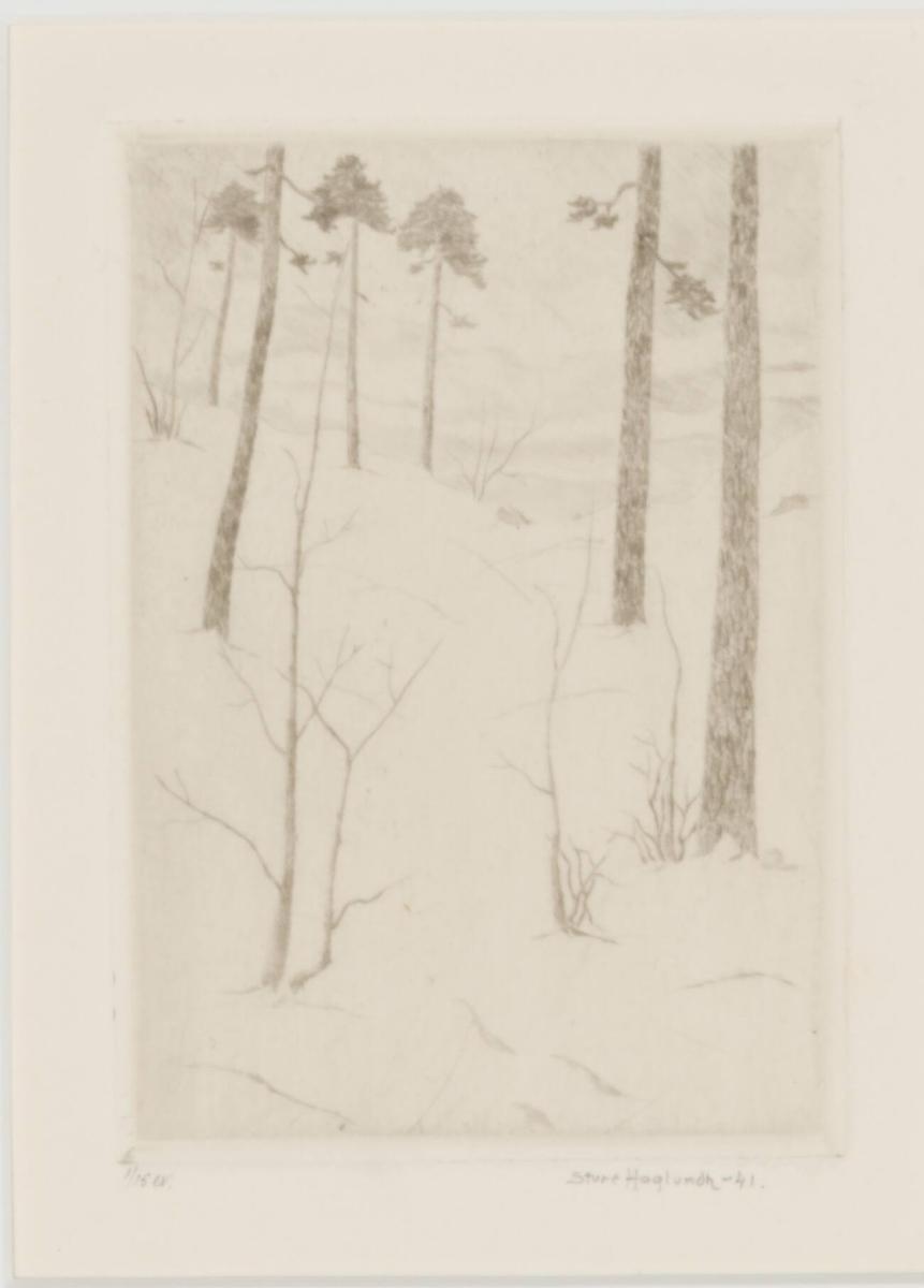 Skogsglänta